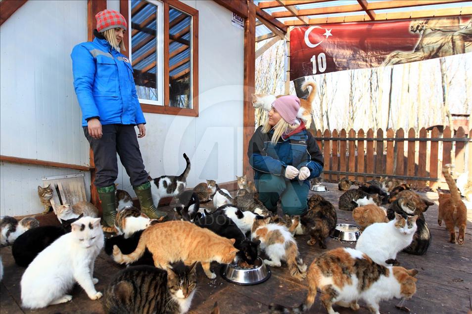 Sokak kedilerine minderli ve klimalı yuva
