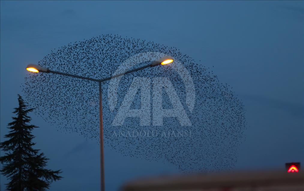 Starlings murmurate over Turkey's Sakarya