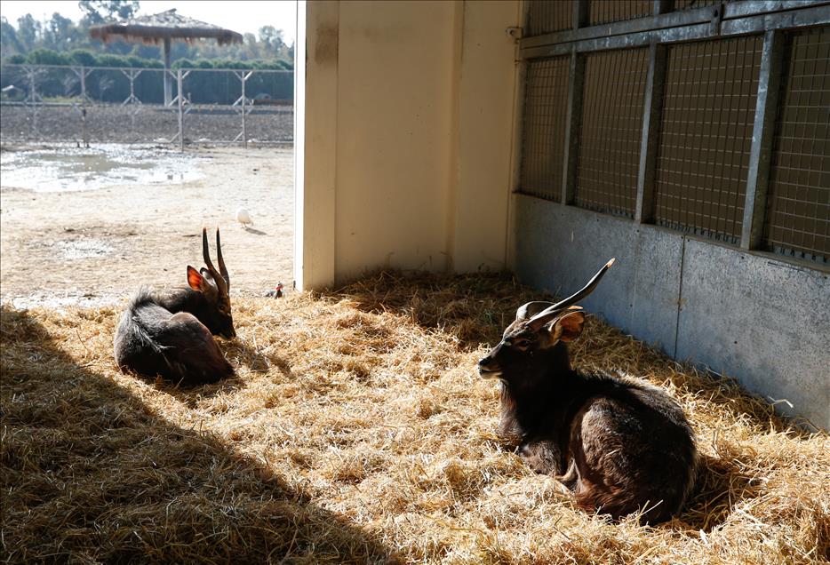 التدفئة للحيوانات أيضا في حديقة "إزمير" التركية 
