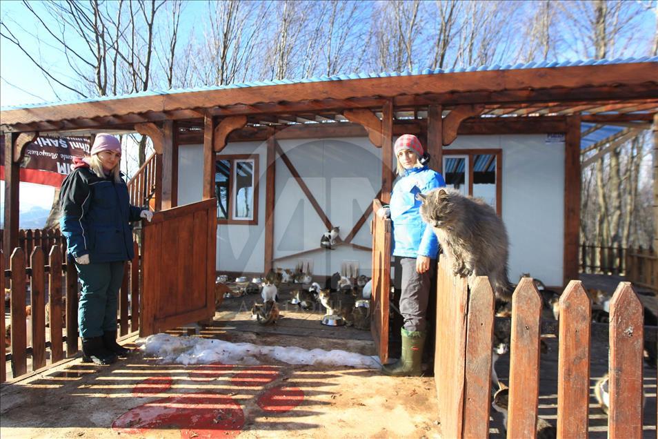 Sokak kedilerine minderli ve klimalı yuva