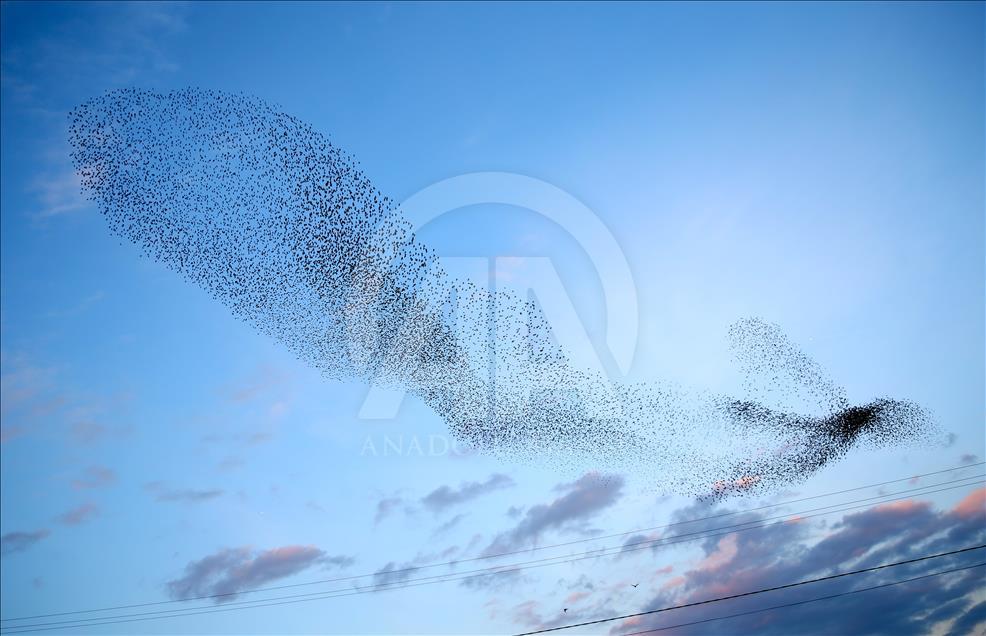 Starlings murmurate over Turkey's Sakarya