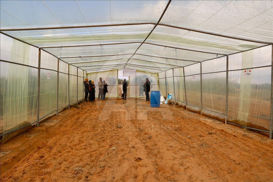 Tunisie : La culture de la stévia, un projet pilote soutenu par la TIKA