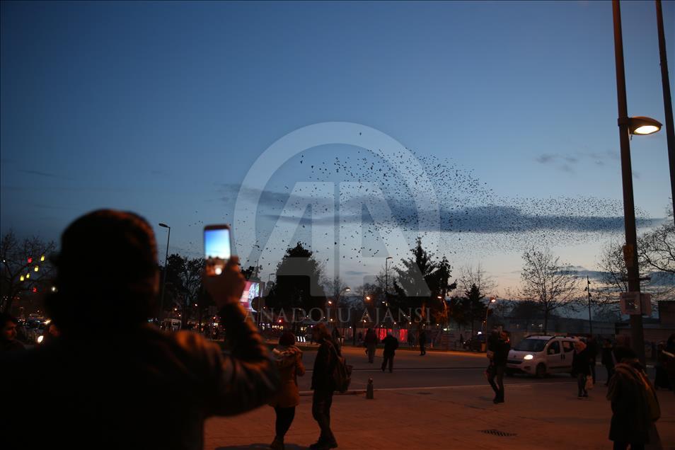 Bandada de estorninos danzando en Sakarya, Turquía
