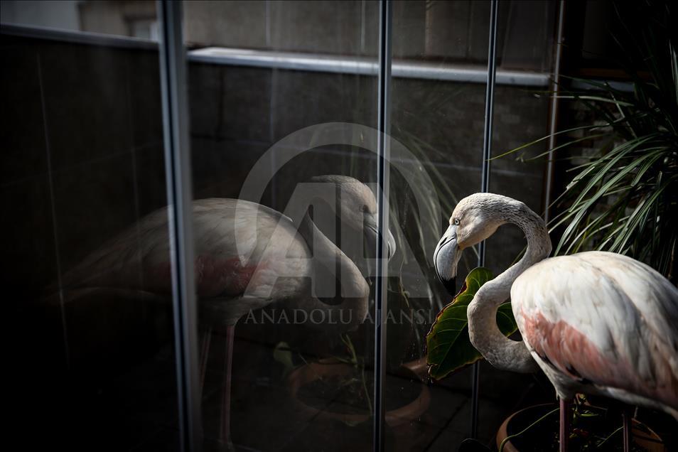 Yaralı flamingo ve yavru baykuşa evinde bakıyor