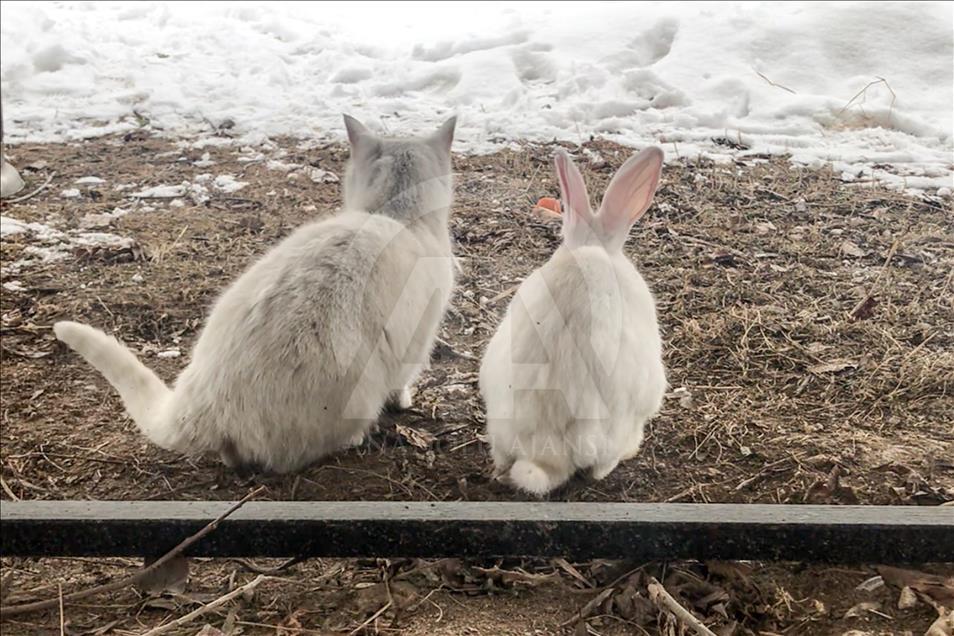 Tavşanların kar keyfi