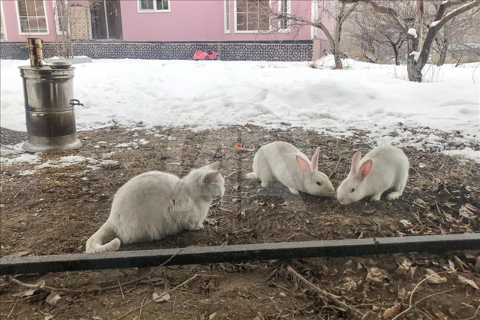 Tavşanların kar keyfi