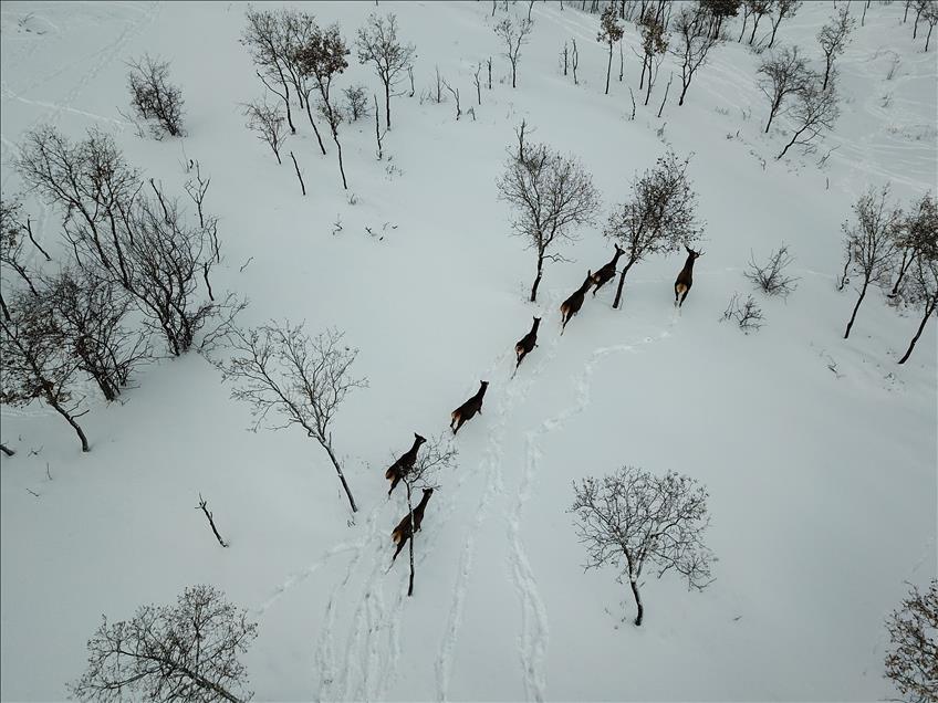 الثلوج تثري جمال الحياة البرية في تشوروم التركية