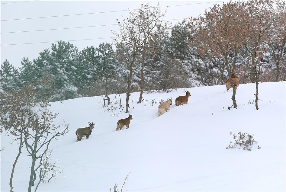 الثلوج تثري جمال الحياة البرية في تشوروم التركية