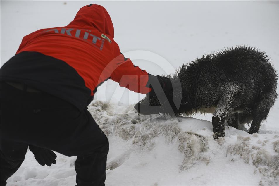 AKUT members rescued Dogs stucked under Snow in Ankara