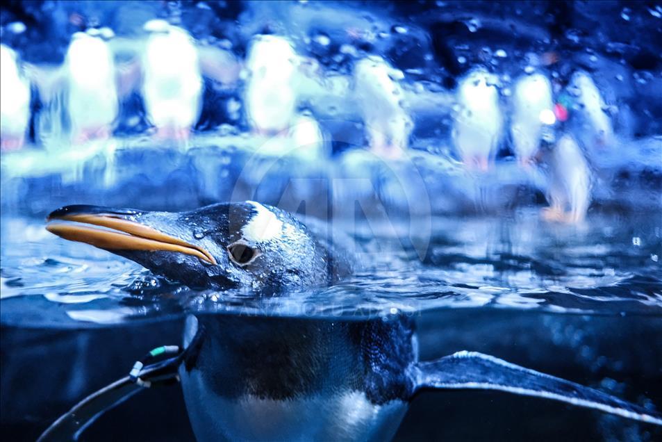 Gentoo penguins at Istanbul Aquarium
