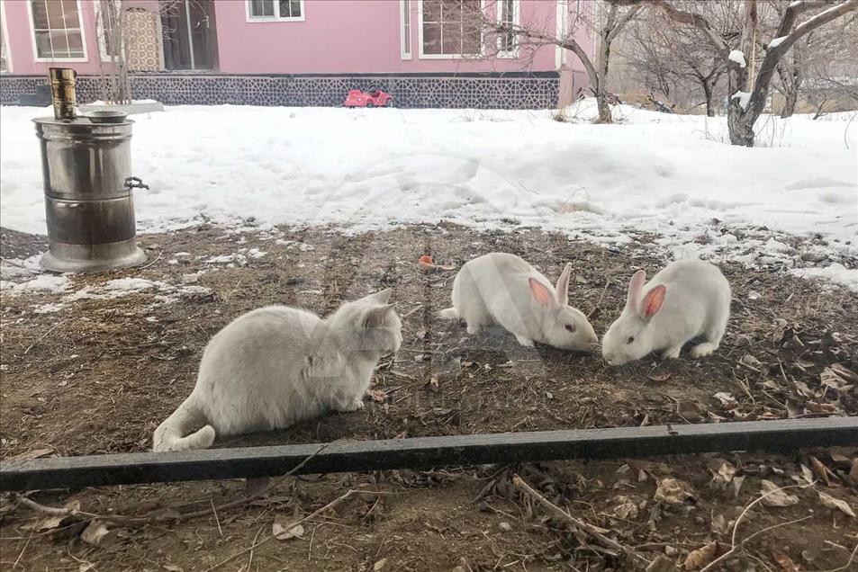 La entrañable amistad entre un gato y dos conejos en Turquía