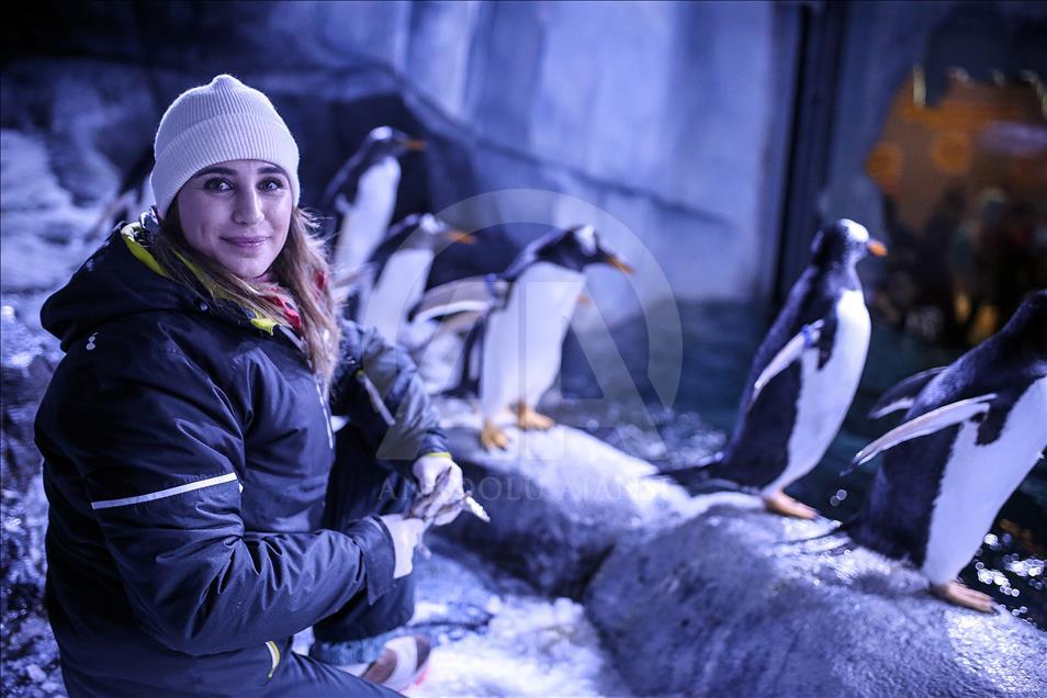 Gentoo penguins at Istanbul Aquarium
