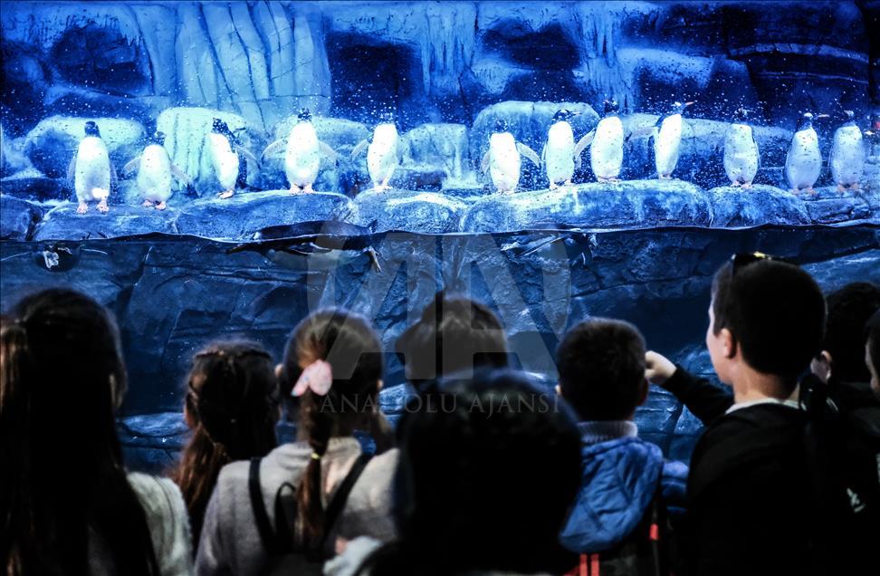 Gentoo penguins at Istanbul Aquarium
