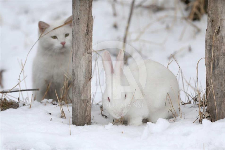 La entrañable amistad entre un gato y dos conejos en Turquía
