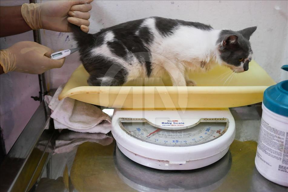 Penanganan kucing liar di Jakarta