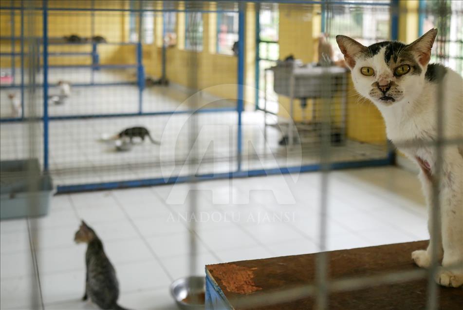 Penanganan kucing liar di Jakarta
