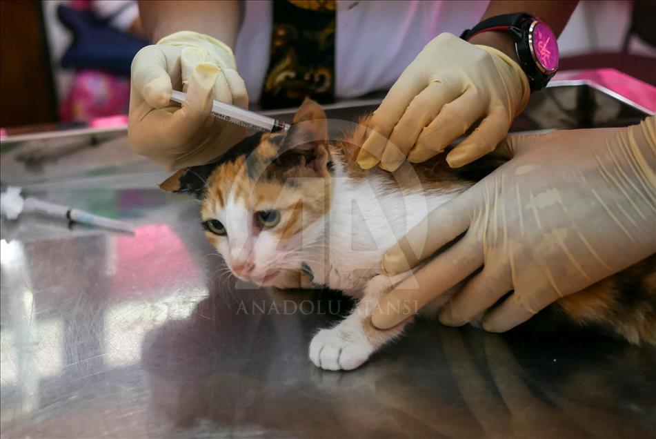 Penanganan kucing liar di Jakarta