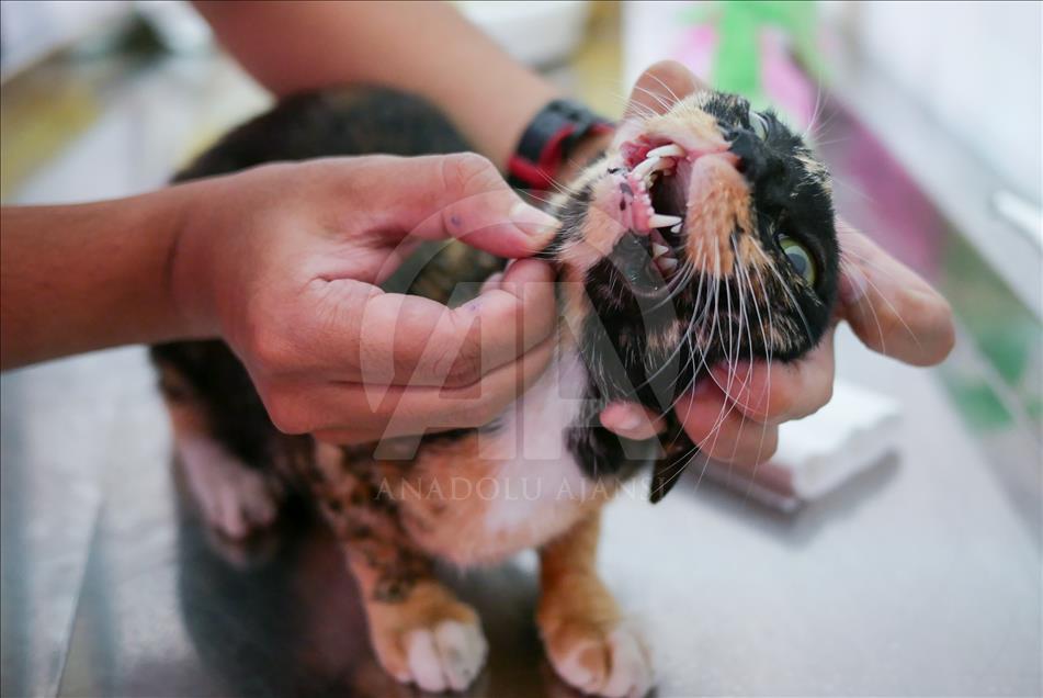 Penanganan kucing liar di Jakarta