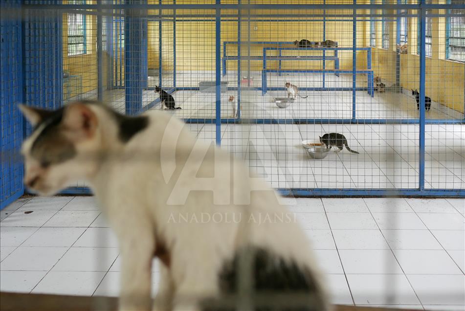 Penanganan kucing liar di Jakarta