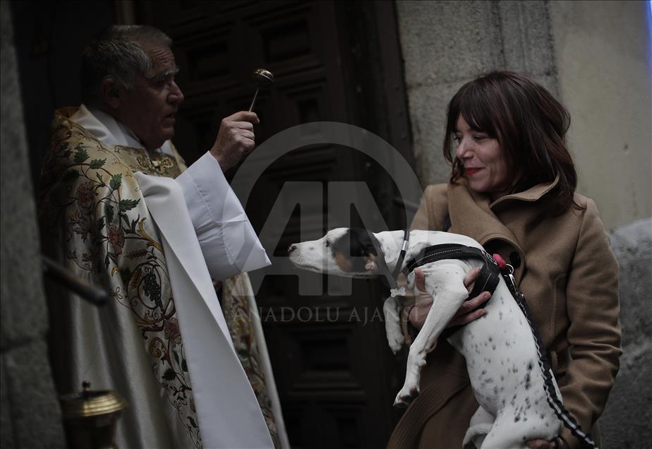 İspanya'da evcil hayvanlar kutsandı
