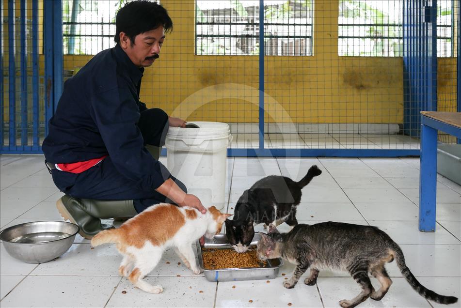 Penanganan kucing liar di Jakarta