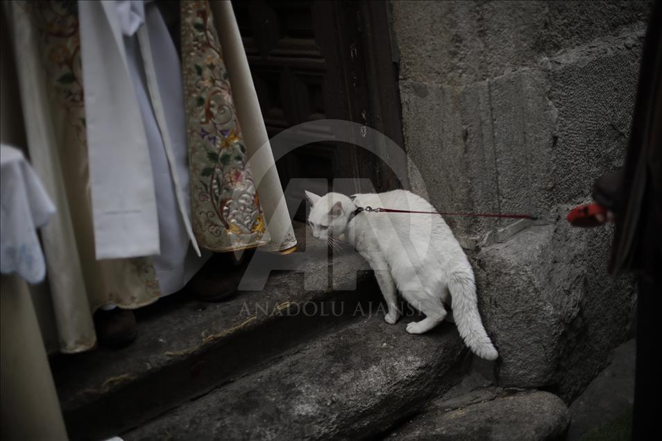 Pets are blessed in Spain