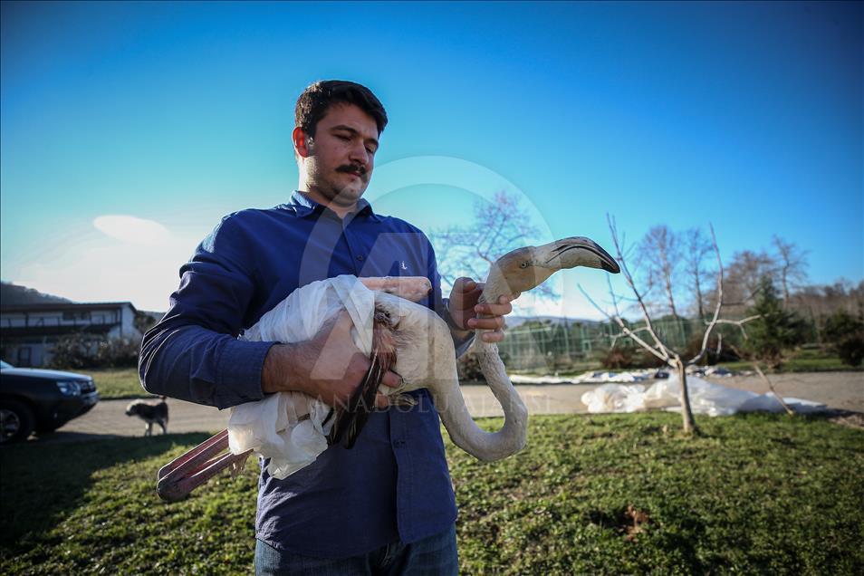 Yaralı flamingo yetkililere teslim edildi