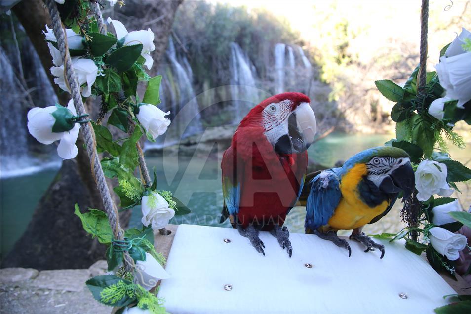 Kurşunlu Şelalesi kışın da turistlerin gözdesi