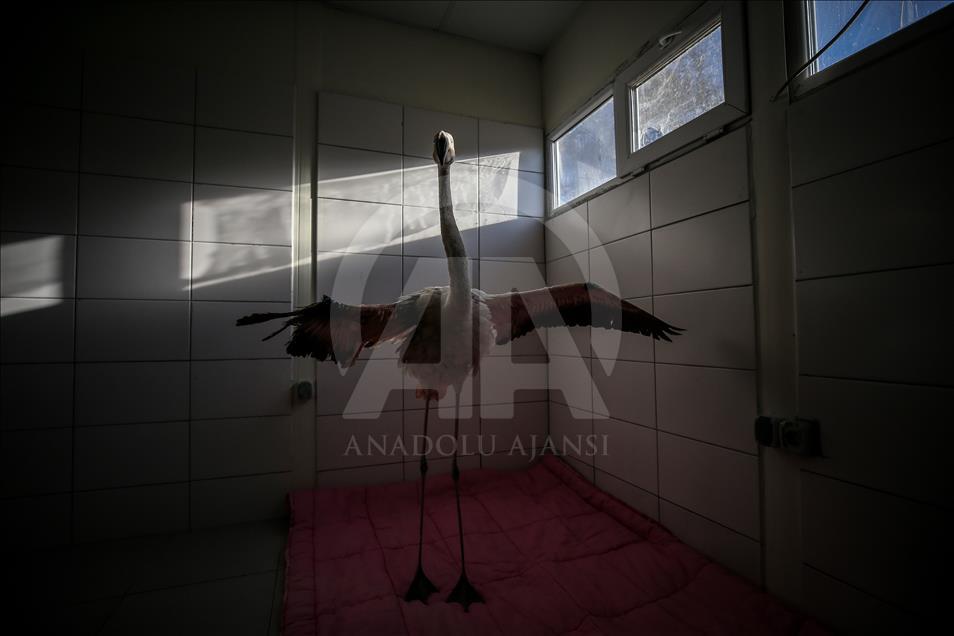 Yaralı flamingo yetkililere teslim edildi