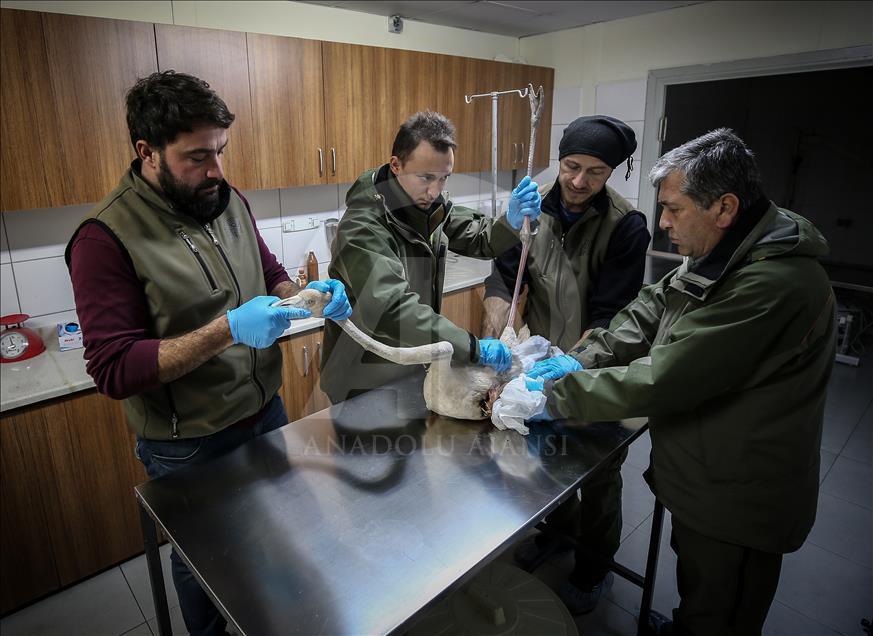 Yaralı flamingo yetkililere teslim edildi