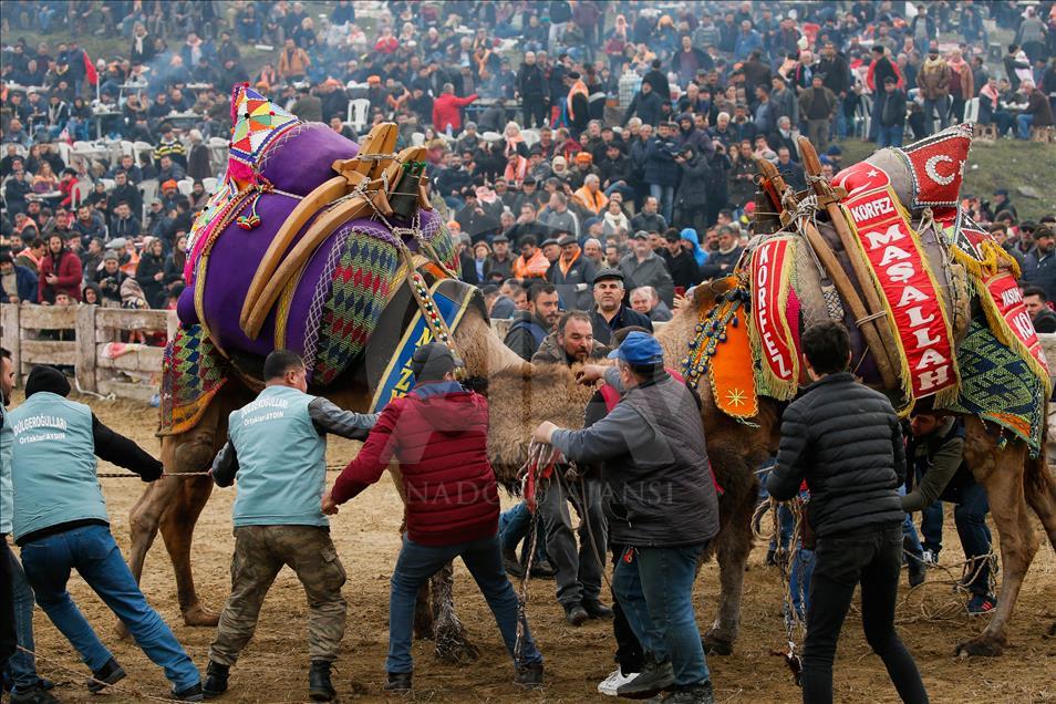 37. Selçuk Efes Deve Güreşleri Festivali