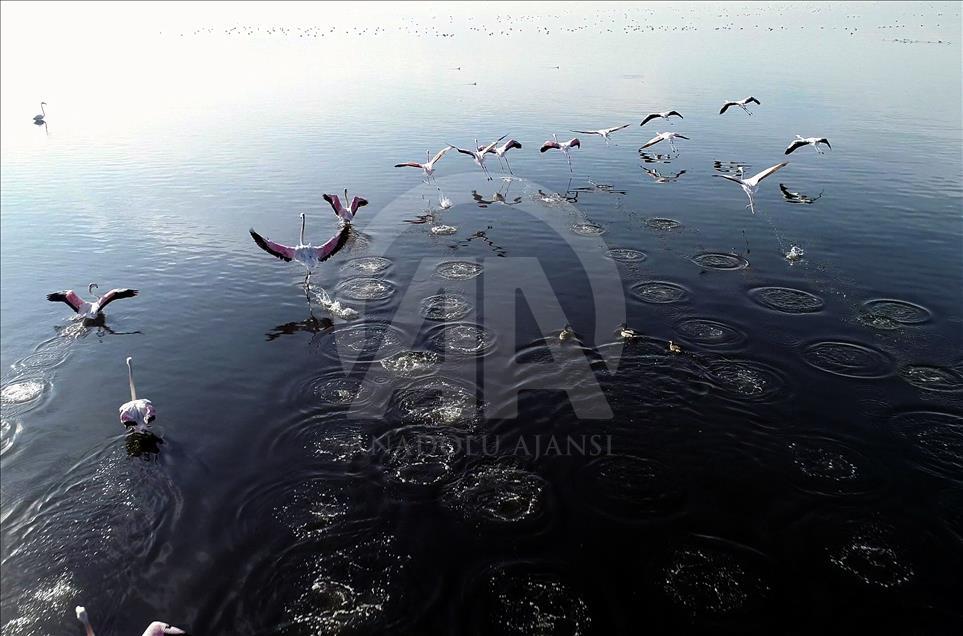"خليج إزميت".. جنّة لمختلف أنواع الطيور