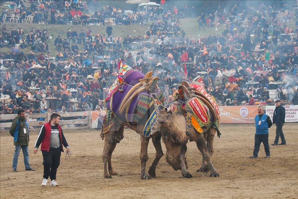 37. Selçuk Efes Deve Güreşleri Festivali