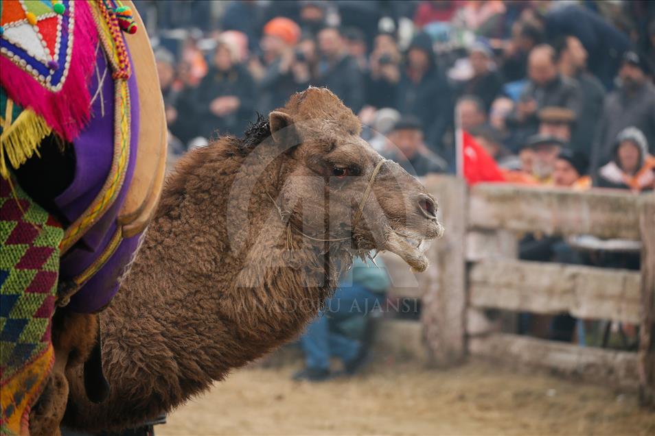 37. Selçuk Efes Deve Güreşleri Festivali