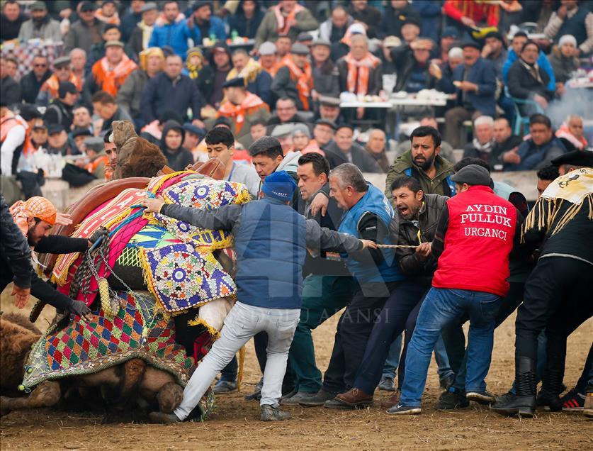 37. Selçuk Efes Deve Güreşleri Festivali