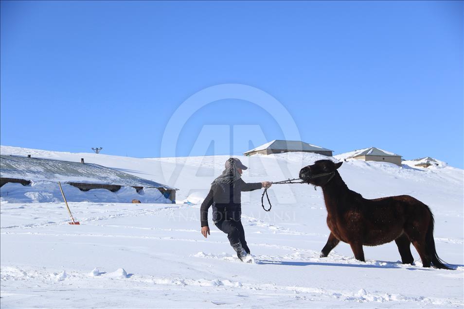 Atlar, kar üstünde yaz yarışlarına hazırlanıyor