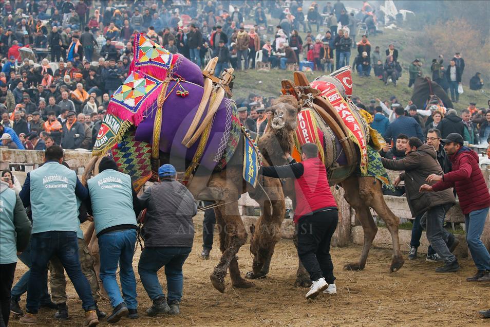 37. Selçuk Efes Deve Güreşleri Festivali