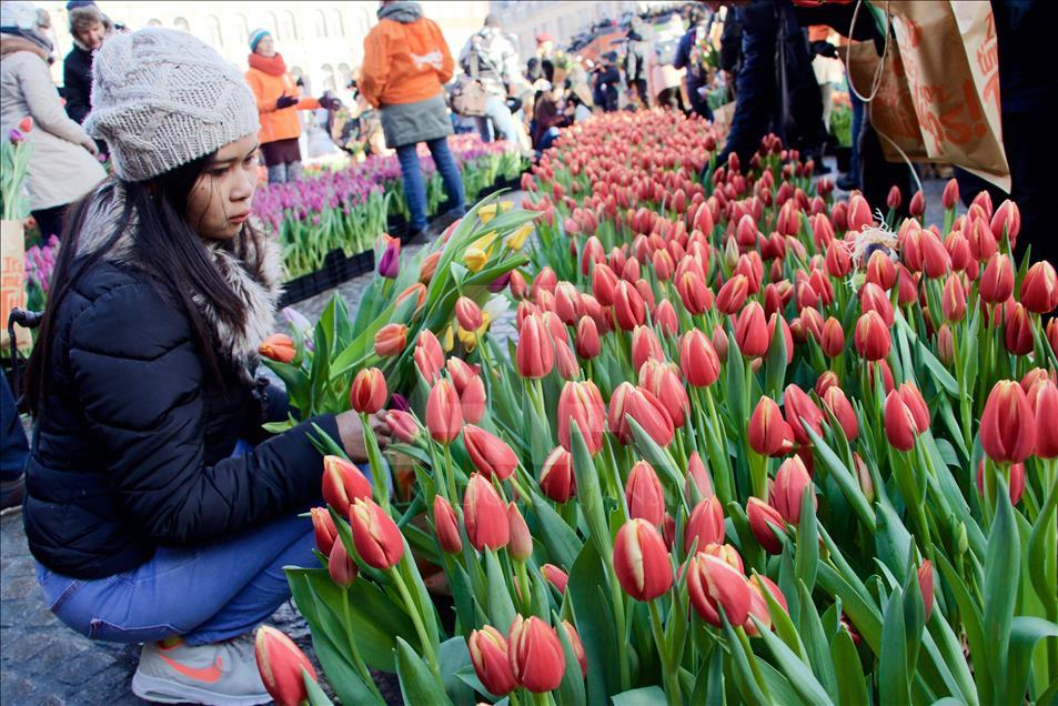 Día nacional del tulipán en Holanda - Agencia Anadolu