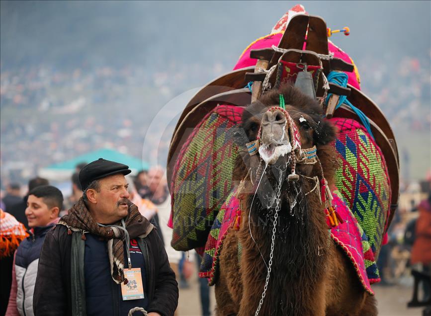 37. Selçuk Efes Deve Güreşleri Festivali