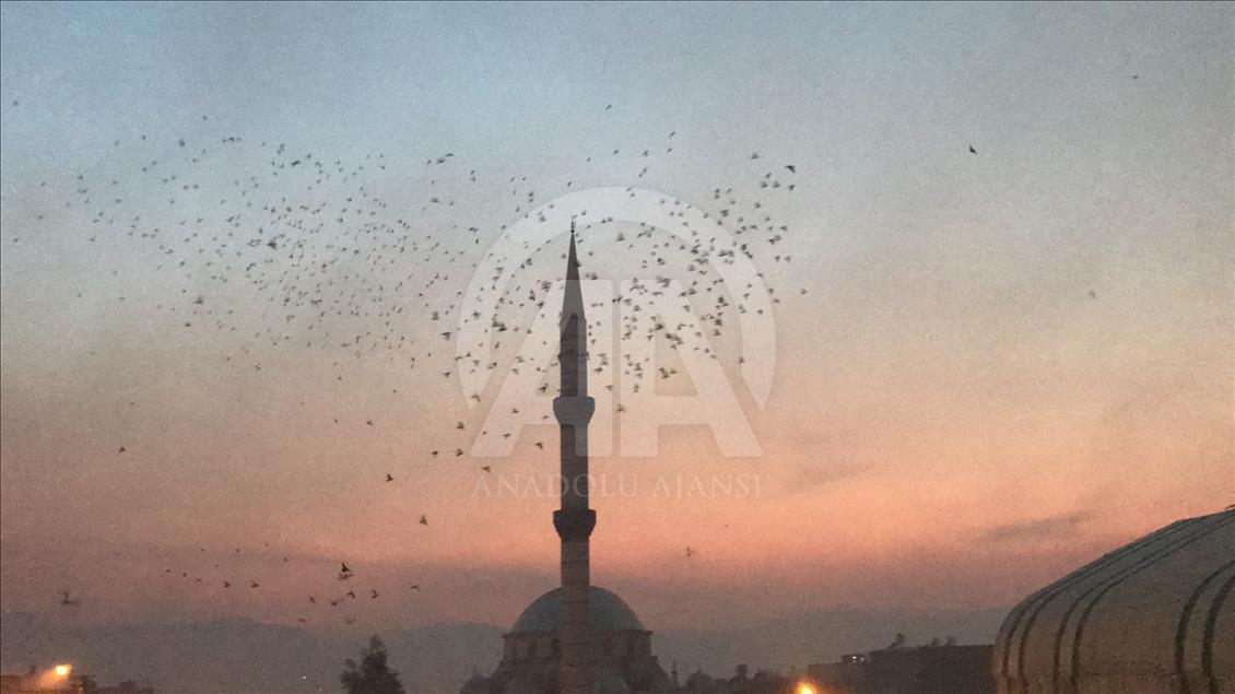 Şanlıurfa semalarına "güvercin döküldü"