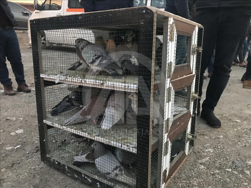 Şanlıurfa semalarına "güvercin döküldü"