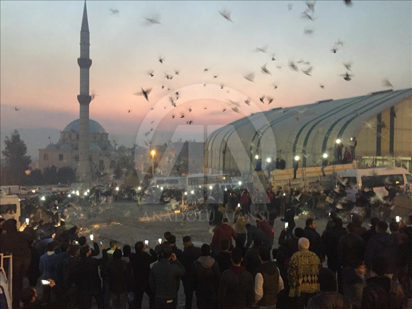 Şanlıurfa semalarına "güvercin döküldü"