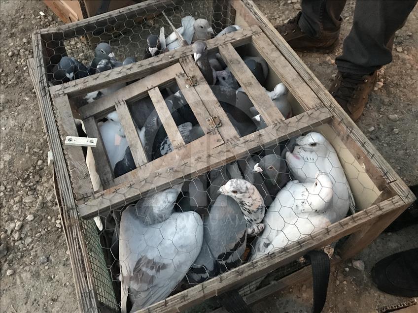 Şanlıurfa semalarına "güvercin döküldü"