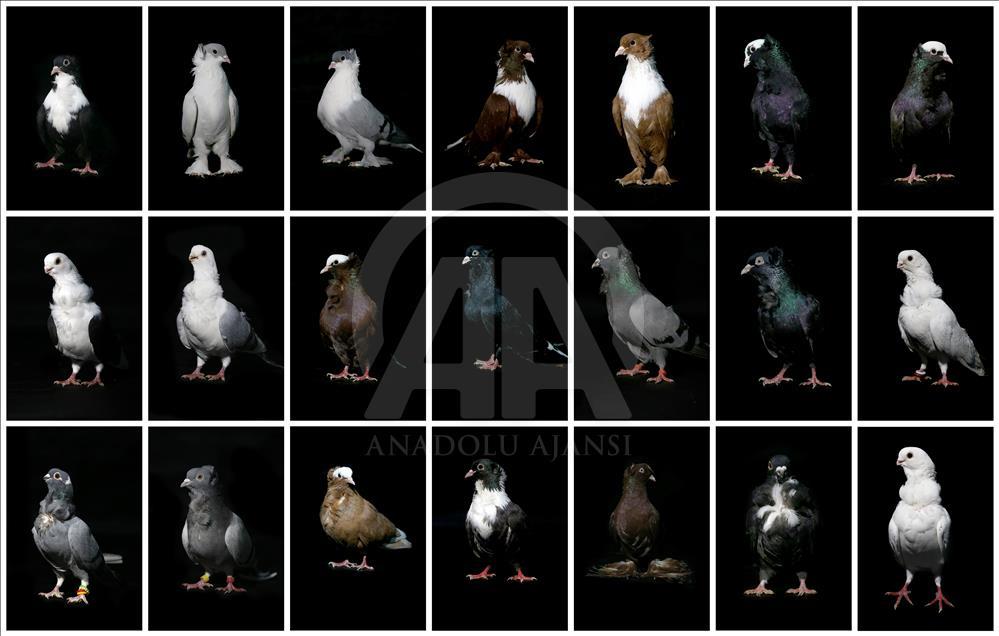 Various pigeon species of Turkey's Diyarbakir