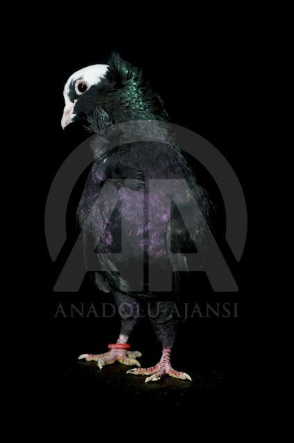 Various pigeon species of Turkey's Diyarbakir