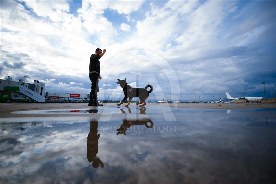 Maddox, el perro guardián de la aduana turca