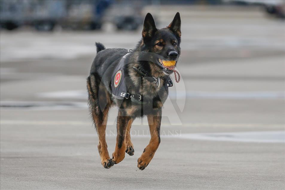 Maddox, el perro guardián de la aduana turca