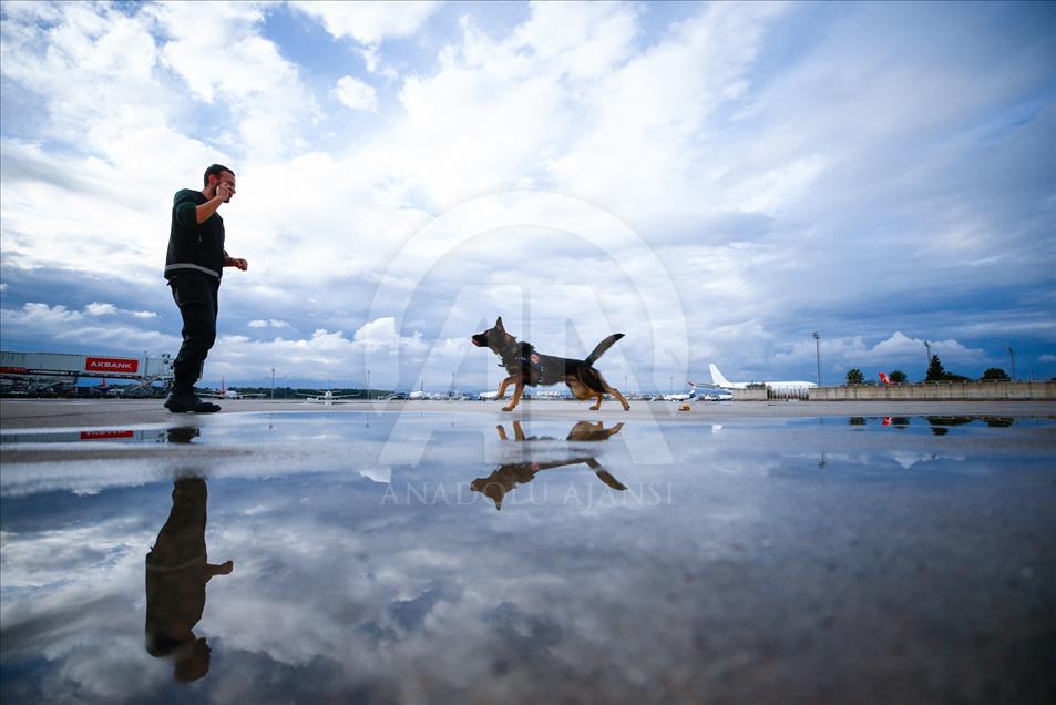 Maddox, el perro guardián de la aduana turca