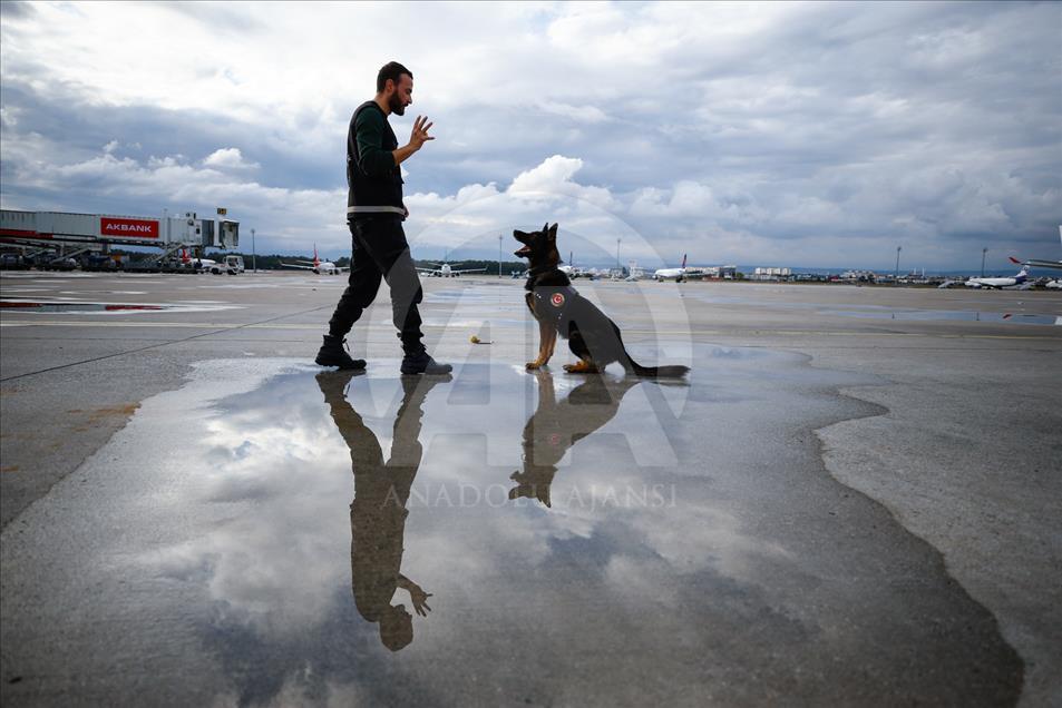Maddox, el perro guardián de la aduana turca