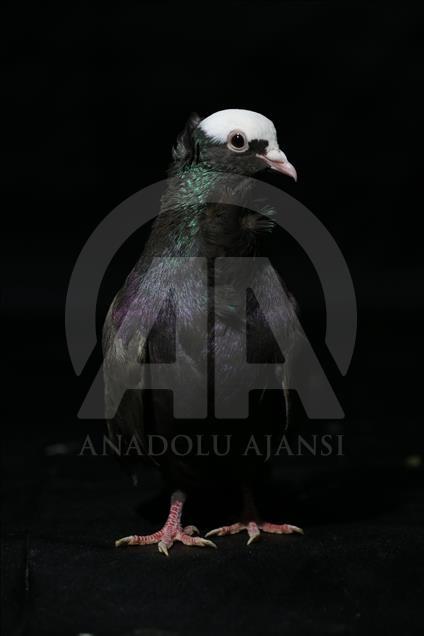 Various pigeon species of Turkey's Diyarbakir